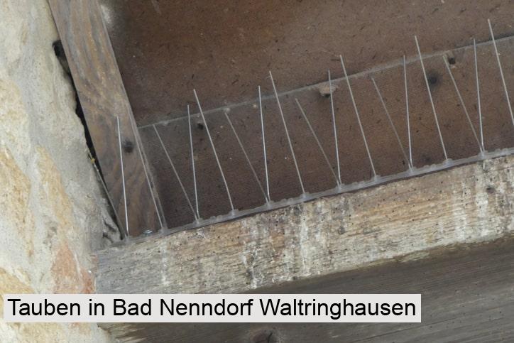 Tauben in Bad Nenndorf Waltringhausen